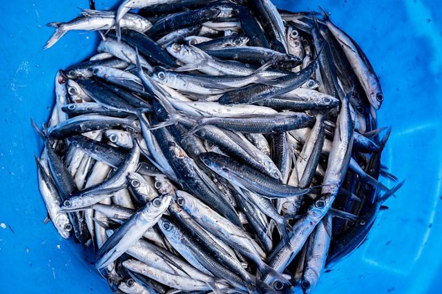 Photo of dead flying fish in a bucket.