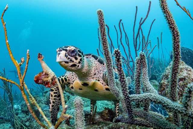 Underwater photo of a hawksbill sea turtle swimming through colorful coral offshore of Barbados.