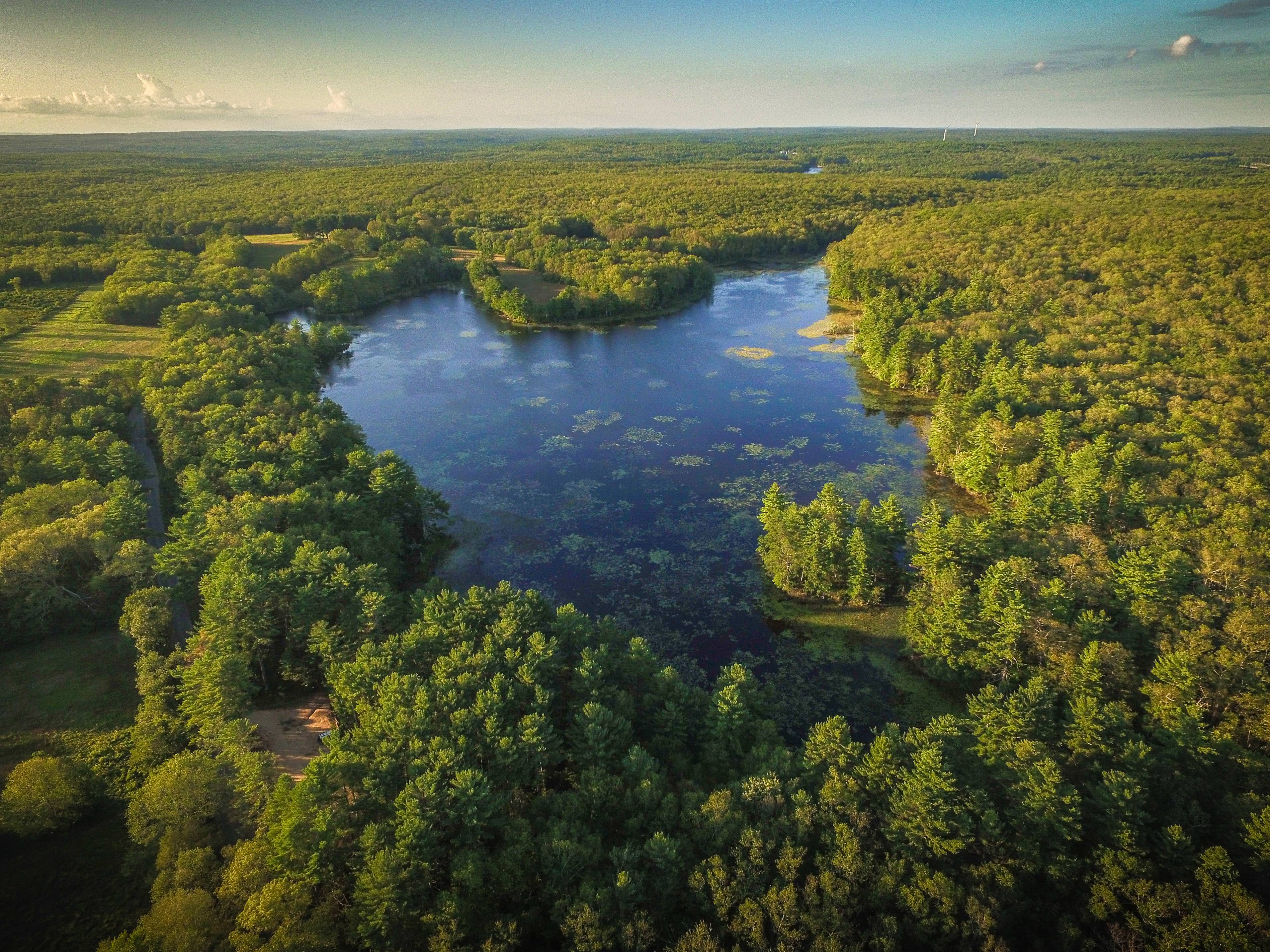 The Tillinghast pond surrounded by a forest