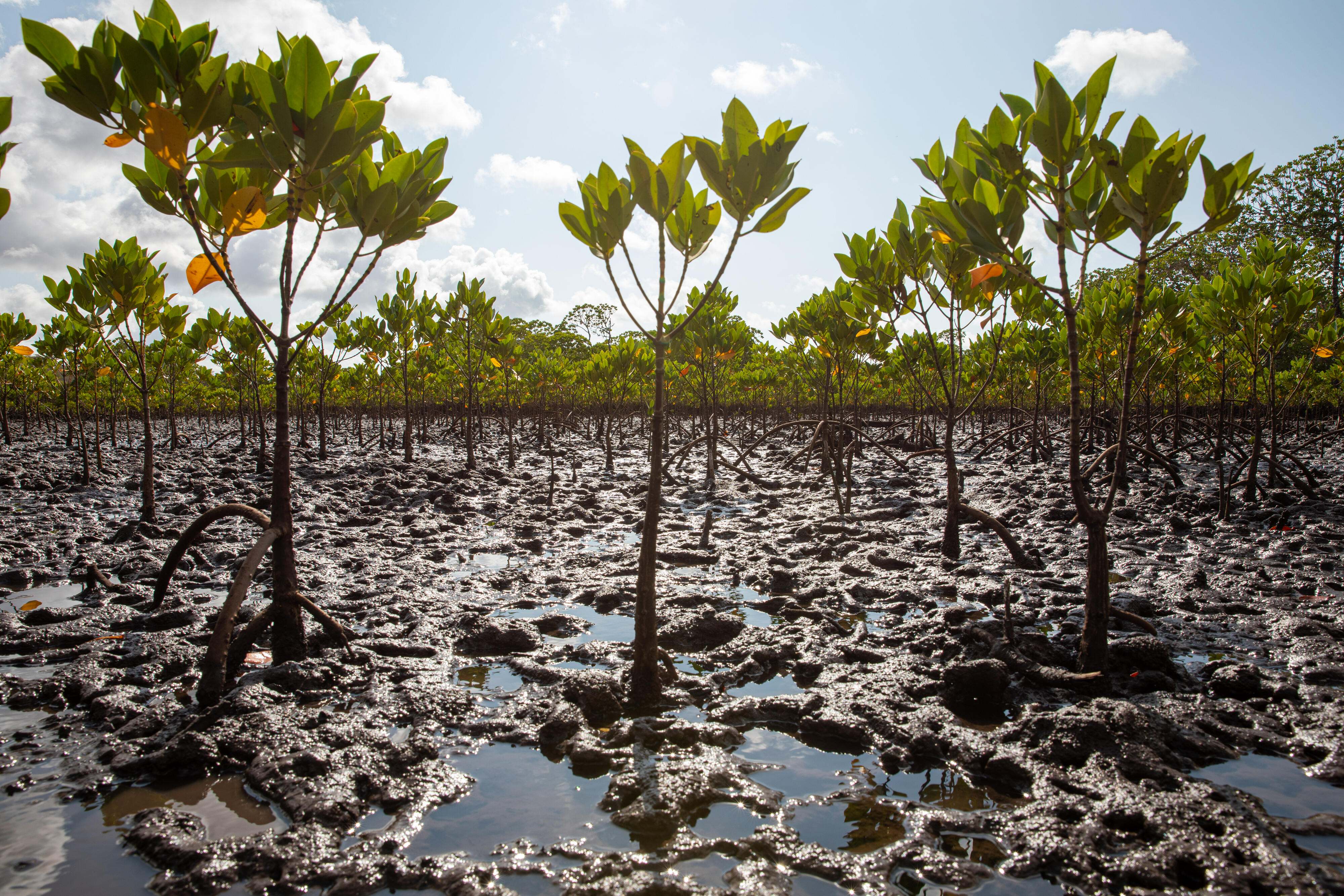 Mangroves