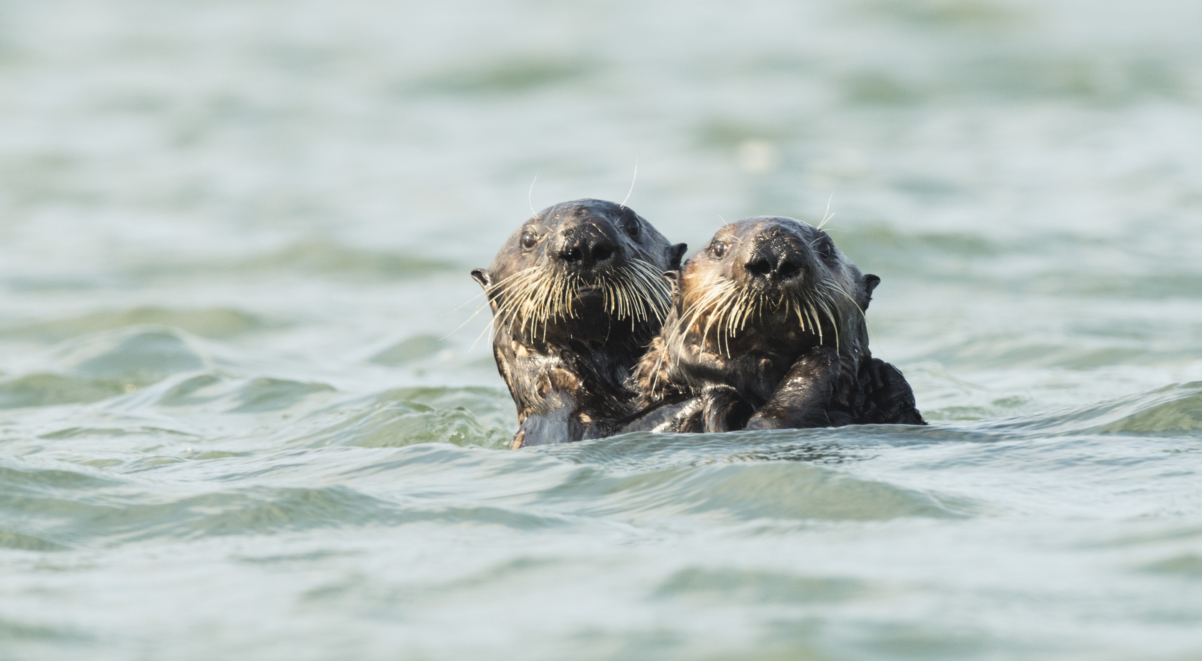 Two otters hug in water.