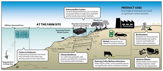 An infographic showing the climate benefits of seaweed aquaculture.