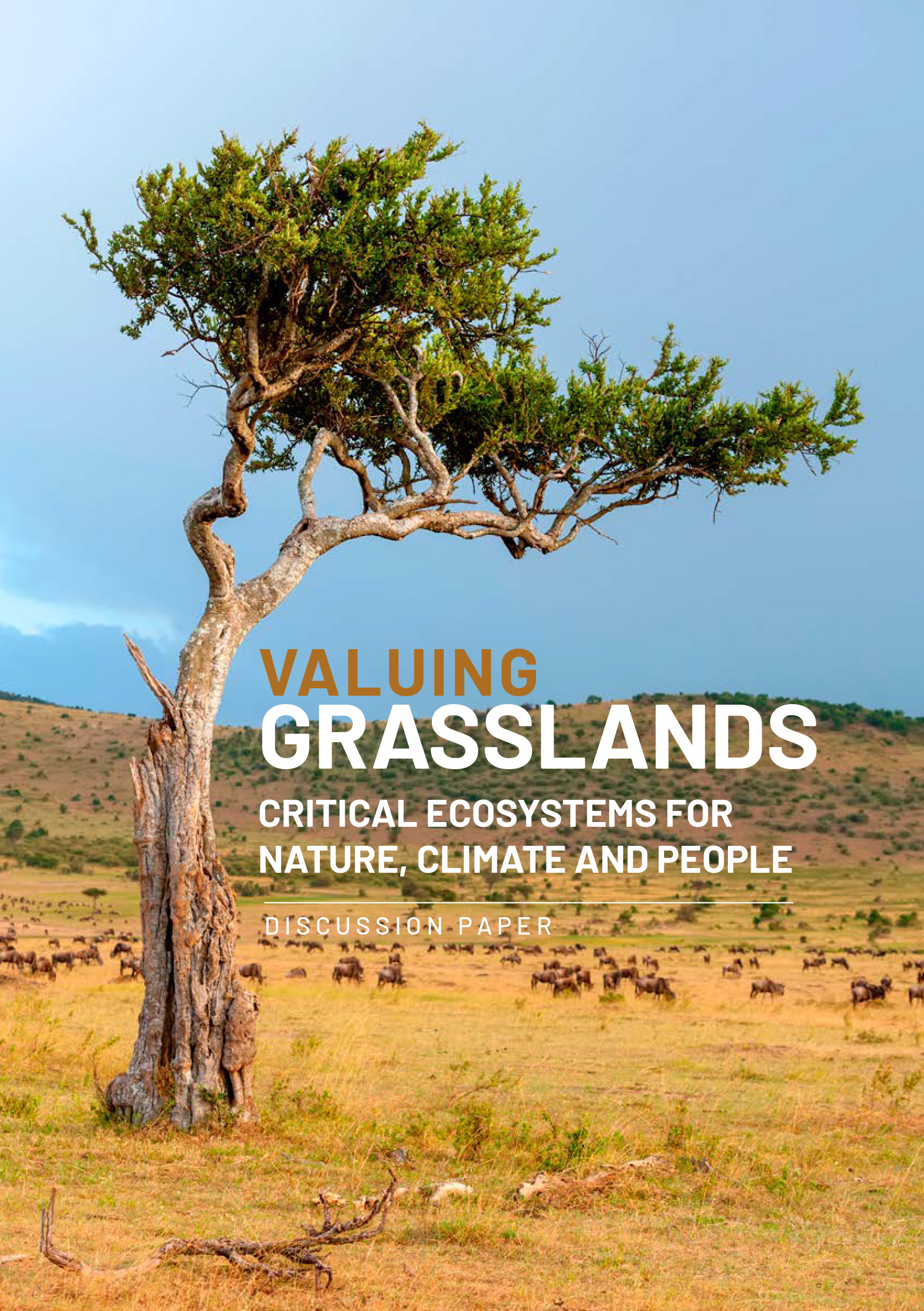 Cover of the Valuing Grasslands report showing a closeup of a bent tree standing in a golden grassland with hills in the background.