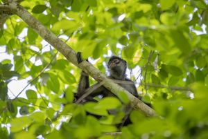 View from below of a monkey in a tree.